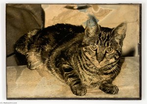 Untitled (tabby Cat Lying Down) — Joseph Cornell