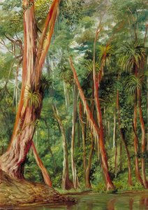 Palawan Trees, Sarawak, Borneo — Marianne North