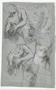 Three Studies Of Male Bust And Two Of A Knee (for “martyrdom Of Saint Vitalis”, Milano, Pinacoteca Di Brera) — Federico Fiori Barocci