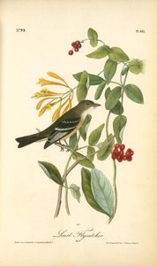 Least Flycatcher. Male — John James Audubon