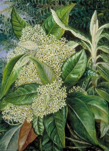 Musk Tree And Background Of Evergreen 'beech', Victoria — Marianne North