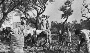 Almond Picking — David Costa