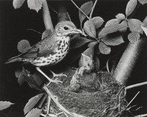 Wood Thrush — ელიოტი პორტერი
