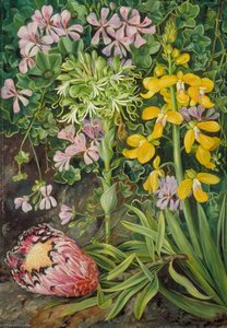 Een Oude Vriend En Zijn Metgezellen In Zuid-afrika — Marianne North