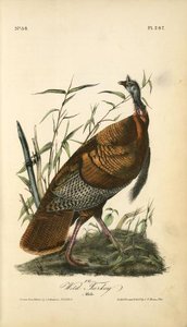 Wild Turkey. Male — John James Audubon