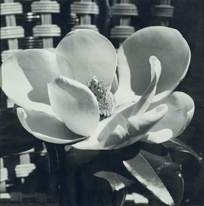 Magnolia — Man Ray