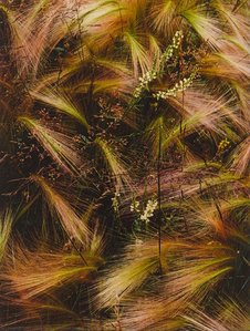 Foxtail Grass, Lake City, Colorado, August 15, 1957 — ელიოტი პორტერი