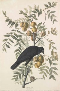 Untitled — John James Audubon