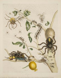 Plate 18 From Dissertation In Insect Generations And Metamorphosis In Surinam — Maria Sybilla Merian
