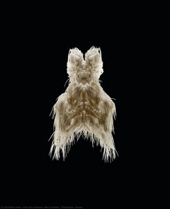 Biopiracy, Dress — Iris Van Herpen, Neri Oxman