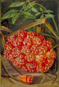 Frutto Maturo Di Una Pandano E Un Rametto Di Sandalo — Marianne North