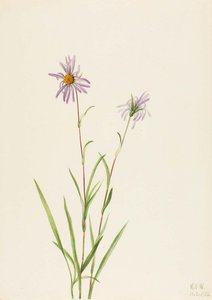 Aster De Pantano — Mary Vaux Walcott