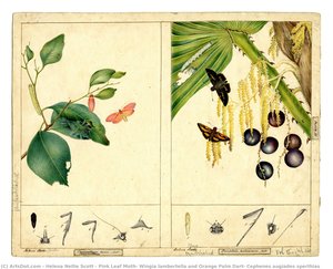 Pink Leaf Moth, Wingia Lambertella And Orange Palm Dart, Cephenes Augiades Sperthias — 헬레나 넬리 스콧