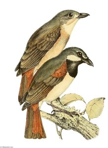 Untitled (aqtgmn) — John Gerrard Keulemans