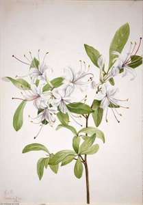 Süß-akelei (azalea Arborescens) — Mary Vaux Walcott