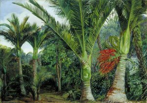 Grupo De Palmas Nikau Con El Fondo De Kawa Kawa, Nueva Zelanda — Marianne North