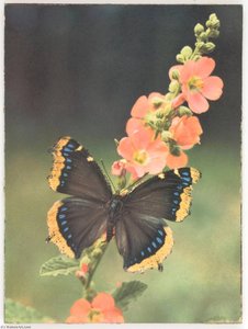 Untitled (butterfly On Flower Stalk) — Joseph Cornell