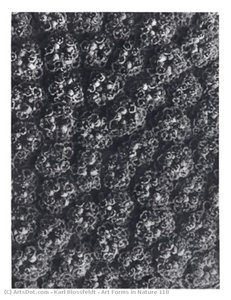 Art Forms In Nature 118 — Karl Blossfeldt