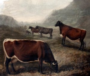 Five Glamorgan Cattle — William Shiels
