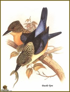 Martin Chasseur Paillete — John Gould