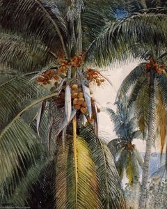 Kokospalmen, Key West — Winslow Homer