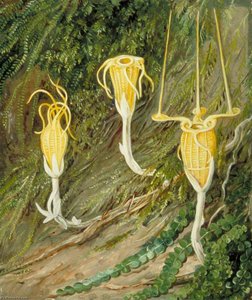 Plantes Singulières Des Forêts Sombres De Singapour Et De Bornéo — Marianne North