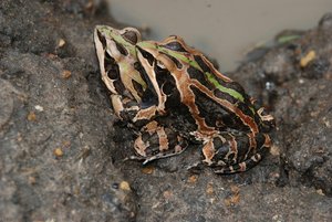 Hildebrandtia Ornata, Couple, 2007-5, Pendjari National Park, Benin — Pd Dr. Mark-oliver Rödel