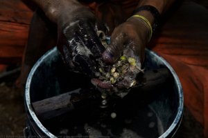 Natural Gum Made From The Gulabere — Fidel Ugarte