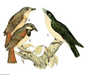 Untitled (aqtgn6) — John Gerrard Keulemans