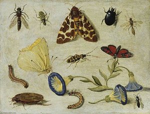 Insects — Jan Van Kessel The Elder