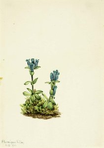 Bluegreen Gentian (gentiana Glauca) — Mary Vaux Walcott