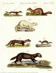Vierf. Thiere, Anim. Quadrup, Quadruped Xxxvii — Schmuzer, Jacob Xaver