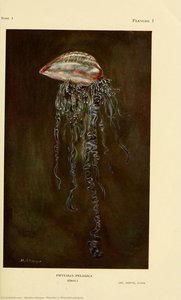 Planche 1. Physalia Pelagica. — Marthe Vesque