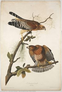 Red-shouldered Hawk, Buteo Lineatus — John James Audubon
