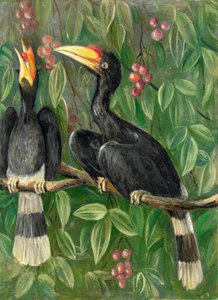 Grandes Cálaos — Marianne North