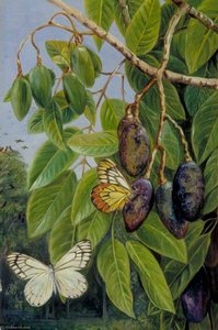 Foliage And Fruit Of The Kenari And Butterfly, Java — Marianne North
