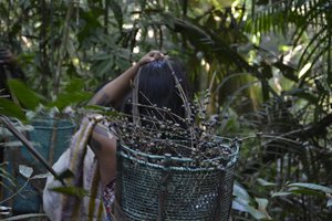 Açaí No Cesto — Cleber Oliveira De Araújo