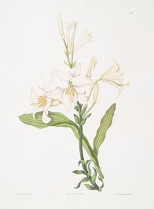 Lilium Candidum — Robert Havell