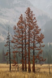 Ephemeral Pines: A Hesse Resonance — Jacques Villedieu