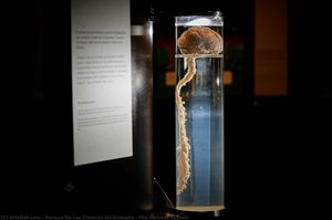 The Nervous System — Parque De Las Ciencias De Granada