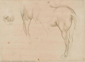 Študie Konia — Leonardo Da Vinci