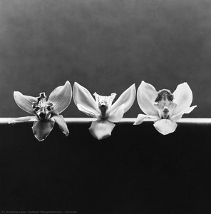 Orchids — Robert Mapplethorpe