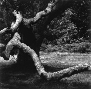 The Tree, Martha's Vineyard — Арон Сискинд