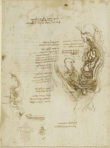 Recto: The Viscera Of A Horse. Verso: The Hemisection Of A Man And Woman In The Act Of Coition — Leonardo Da Vinci