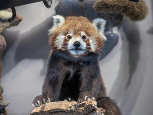 Red Panda (biodiversity Wall) — Carola Radke (mfn)