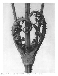 Art Forms In Nature 44 — Karl Blossfeldt