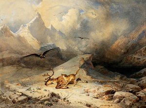 Dead Reindeer Attacked By Eagle — Franz Williwm Schiertz