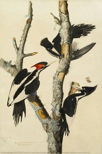 Untitled — John James Audubon