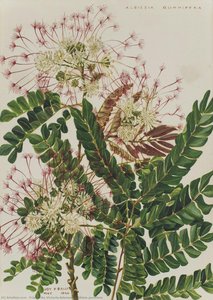 Albizia Gumifera — Friederike Victoria Adamson