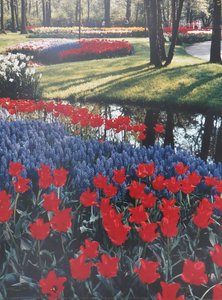 Red Riding Hood Tulips And Grape Hyacinths, Holland — कार्स ऑफ ओटावा